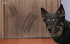 Folia ochronna do drzwi mebli 152x30cm PET GUARD
